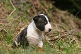 BULL TERRIER MINIATURE 278